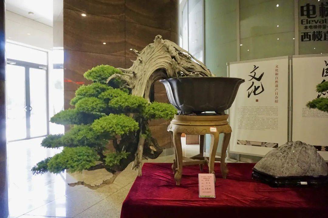 2021江南文化"妙造自然"苏派盆景艺术展开幕