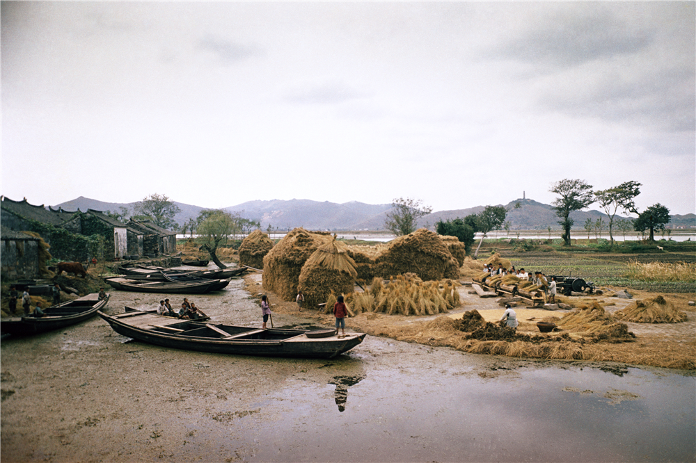 老照片 用船运稻子到这个地方脱粒，江苏甪直，1962年——袁毅平.jpg