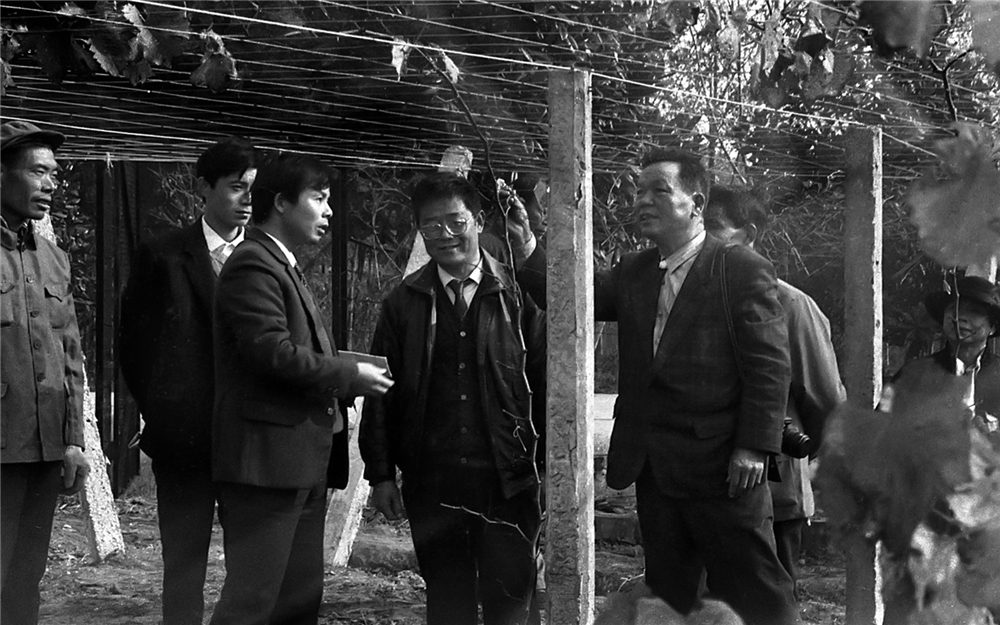 3.上世纪90年代初，赵亚夫和日本专家一起指导句容农民种植葡萄.jpg